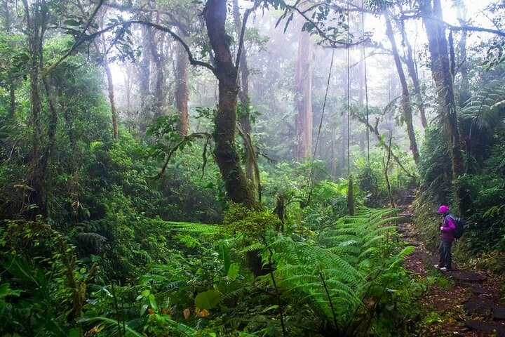 Shared Shuttle from San José to Monteverde: Reliable, Budget-Friendly Transfer photo 5
