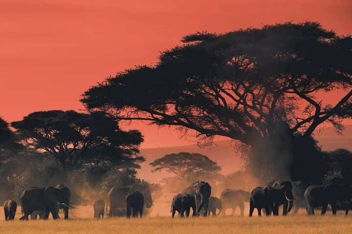 4-Day Camping Safari in Tanzania: Tarangire, Serengeti & Ngorongoro photo 3
