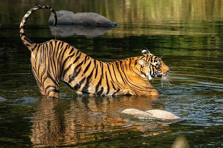 7-Day Private Golden Triangle: Taj Mahal, Tigers & Jaipur Forts