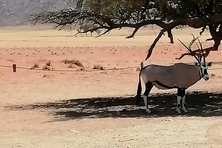 3-Day Scenic Sossusvlei Adventure from Swakopmund — Dunes, Deadvlei & Sesriem photo 3