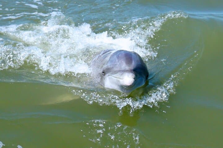 Hilton Head Island Dolphin Cruise: Scenic Broad Creek Boat Tour photo 2
