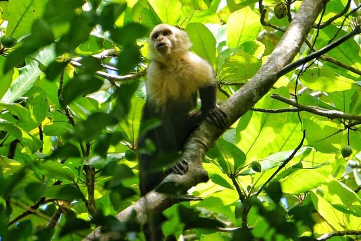 Manuel Antonio National Park Guided Walk with Binoculars — Wildlife & Beach Tour photo 3