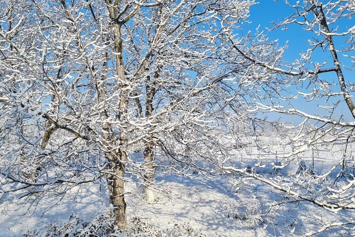 Private Daily Tour From Baku: Gabala, Shahdag & Sheki Highlights photo 3
