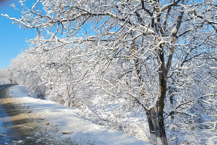 Private Daily Tour From Baku: Gabala, Shahdag & Sheki Highlights photo 5