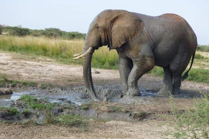 Three-Day Queen Elizabeth National Park Safari — Game Drives, Kazinga Boat & Chimp Trek photo 1