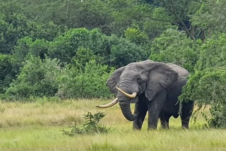 Three-Day Queen Elizabeth National Park Safari — Game Drives, Kazinga Boat & Chimp Trek photo 2