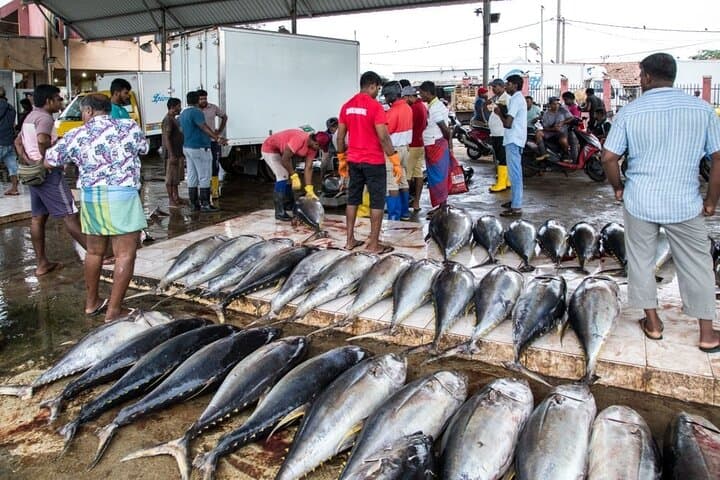 South Coast Beaches and Mirissa Whale Watching: 3-Night Sri Lanka Tour photo 5