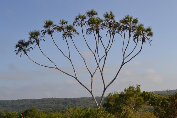 3-Day Shimba Hills Safari from Diani: Sheldrick Falls & Rare Sable Antelope photo 5