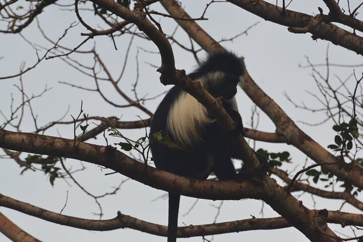 3-Day Shimba Hills Safari from Diani: Sheldrick Falls & Rare Sable Antelope photo 6