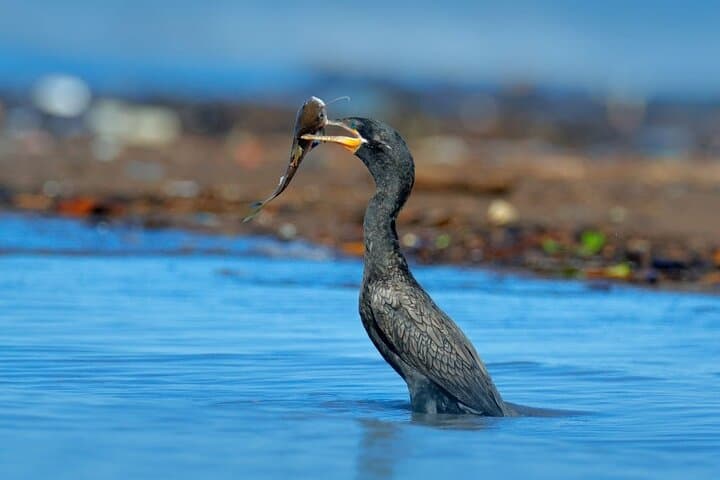 Sri Lanka Village Safari: 7-Night Wilpattu, Mannar & Coastal Wildlife Tour photo 5