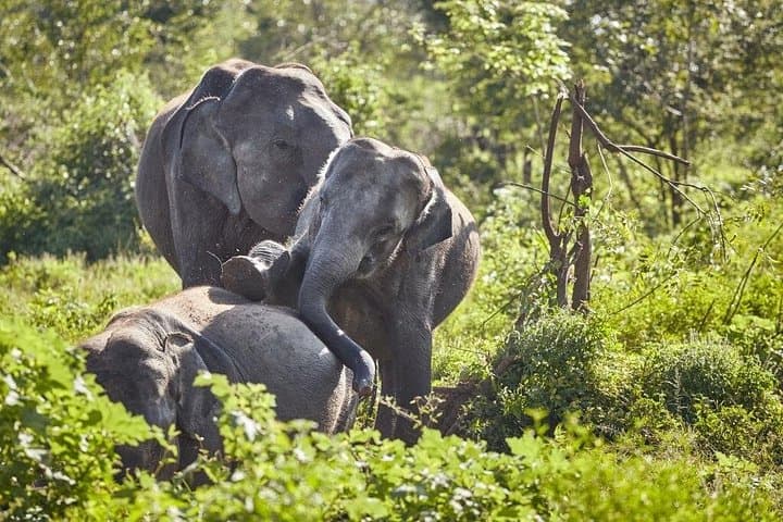 Classic 22-Day Sri Lanka Adventure: Wildlife, Tea Country & Coastal Beaches photo 4