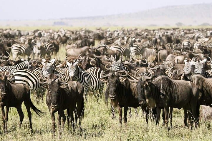 3-Day Classic Guided Serengeti Safari: Big Five Game Drives from Arusha photo 2