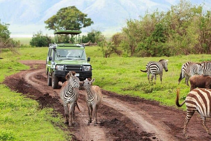 3-Day Classic Guided Serengeti Safari: Big Five Game Drives from Arusha