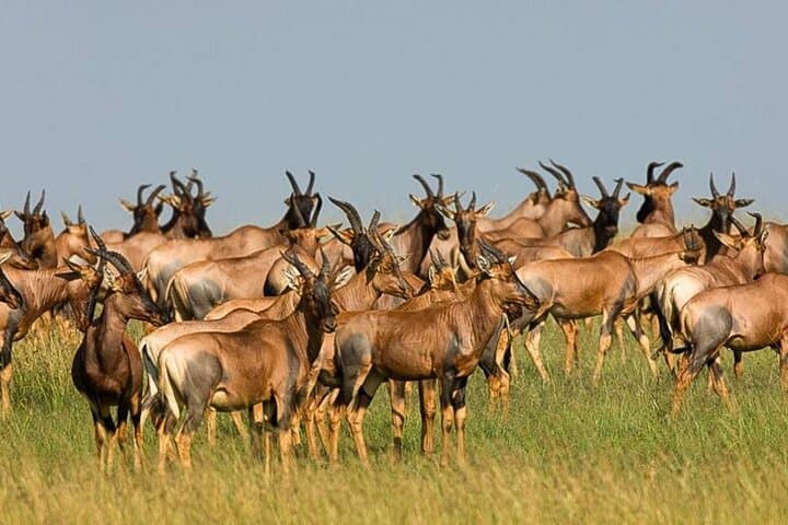 3-Day Classic Guided Serengeti Safari: Big Five Game Drives from Arusha photo 3