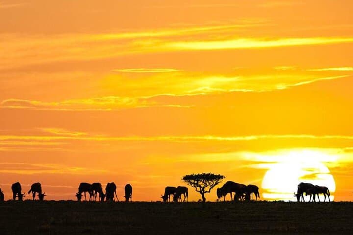 3-Day Classic Guided Serengeti Safari: Big Five Game Drives from Arusha photo 4