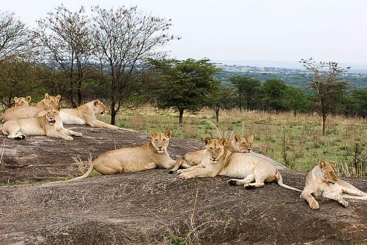 3-Day Classic Guided Serengeti Safari: Big Five Game Drives from Arusha photo 5