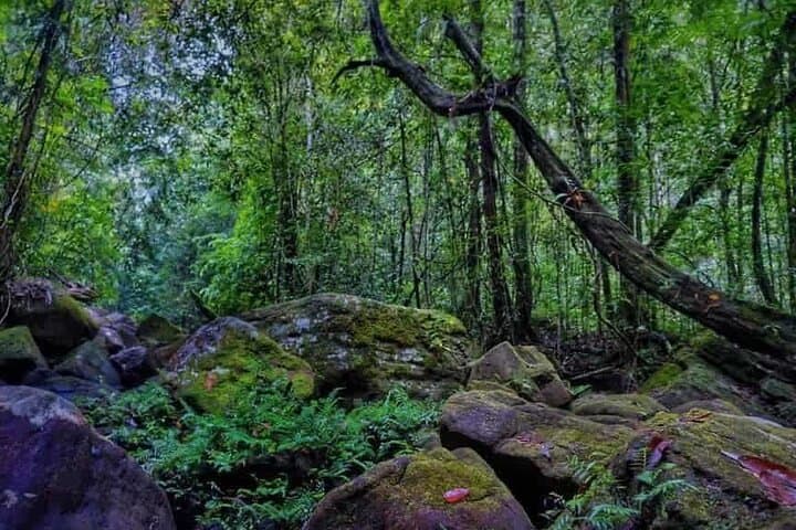 Makandawa Rainforest Old Waterfall Hike — Day Tour with Canoe & Birding photo 3