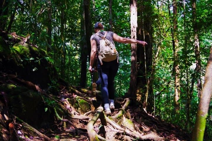 Makandawa Rainforest Old Waterfall Hike — Day Tour with Canoe & Birding photo 4