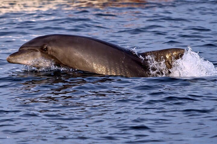 Sunset Dolphin Cruise in Pula with Dinner — Brijuni Boat Trip photo 2