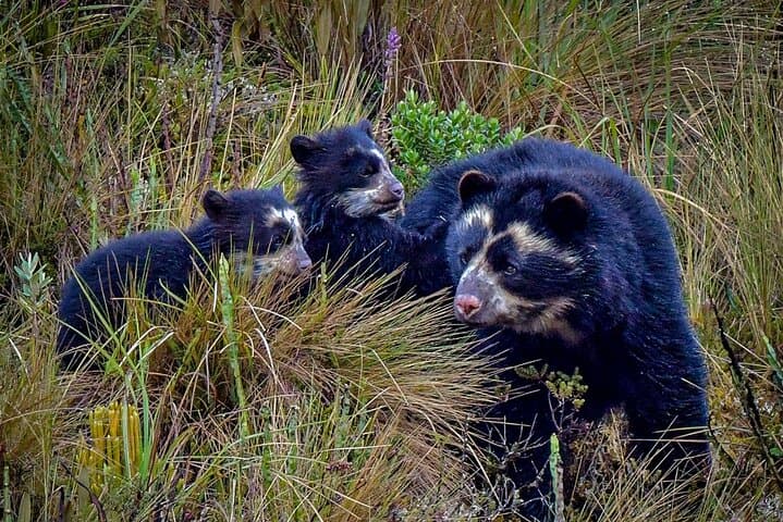 Papallacta Pass & Guango Cloud Forest: Paramo Views, Hummingbirds and Hot Springs Day Trip from Quito photo 4