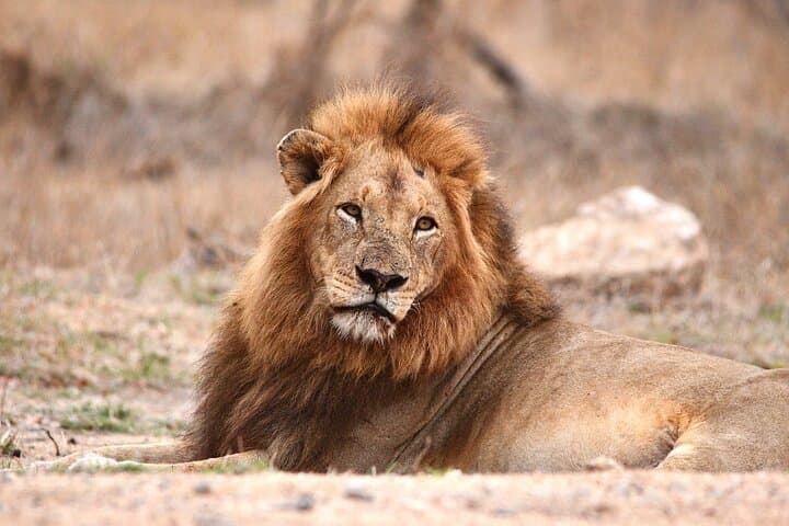 Full-Day Small-Group Safari in Kruger National Park — Big Five Game Drive from Skukuza photo 3