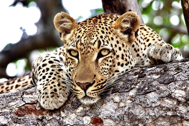 Full-Day Small-Group Safari in Kruger National Park — Big Five Game Drive from Skukuza photo 4