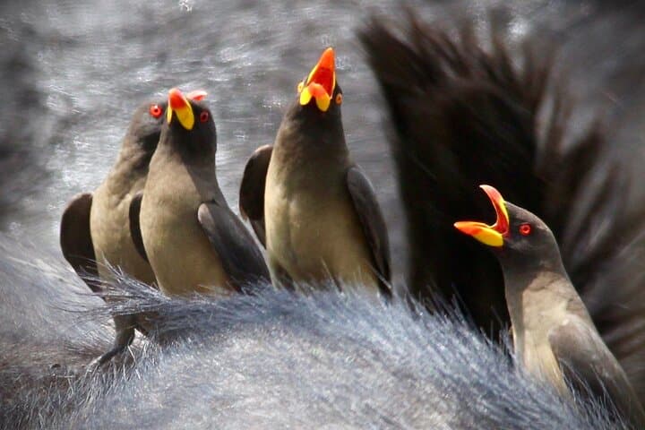Full-Day Small-Group Safari in Kruger National Park — Big Five Game Drive from Skukuza photo 5