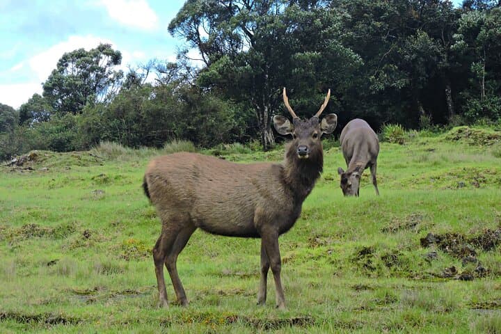 Horton Plains & World’s End: Private Morning Trek from Nuwara Eliya photo 2