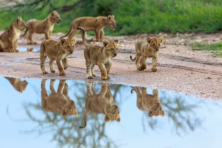 5-Day Comfort Safari in Tanzania: Serengeti, Ngorongoro & Tarangire