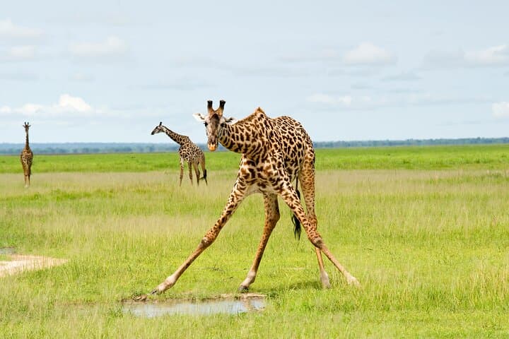 5-Day Comfort Safari in Tanzania: Serengeti, Ngorongoro & Tarangire photo 2