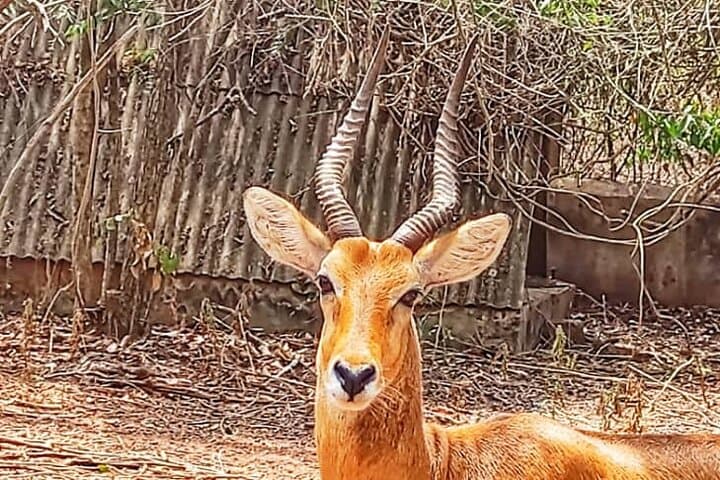 Accra Zoo, Canopy Walk & Botanical Gardens: Half-Day Private Tour photo 2