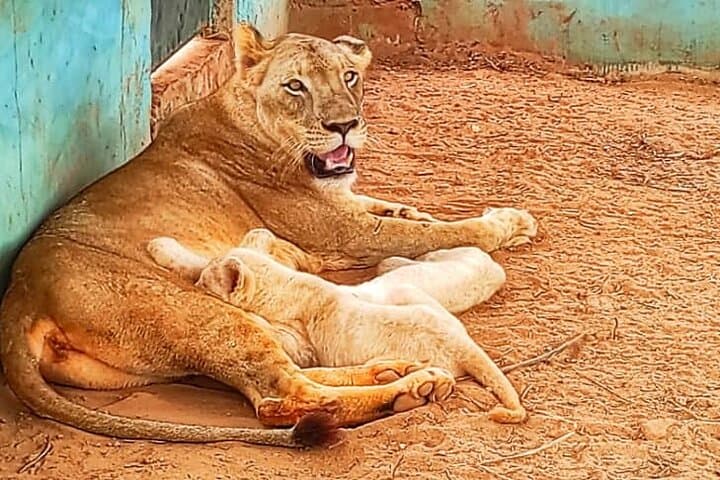 Accra Zoo, Canopy Walk & Botanical Gardens: Half-Day Private Tour photo 4