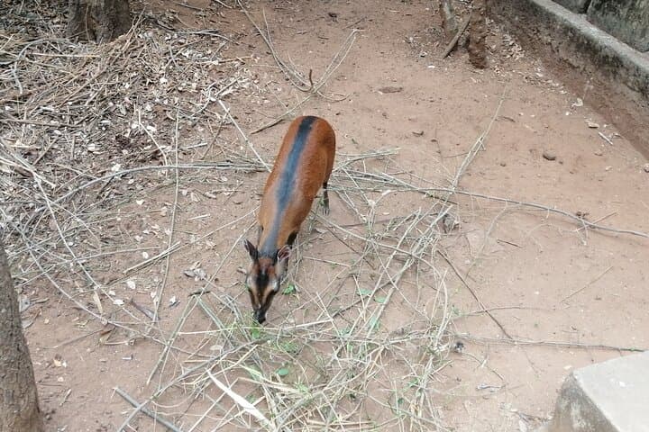 Accra Zoo, Canopy Walk & Botanical Gardens: Half-Day Private Tour photo 6