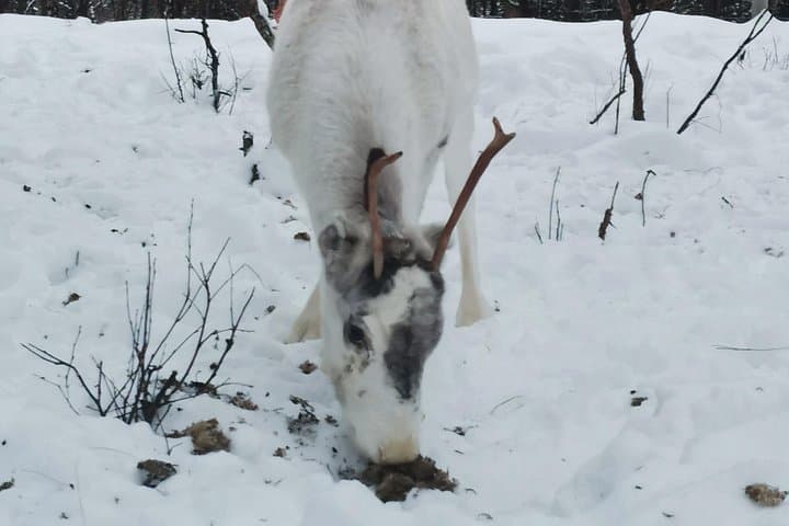 Reindeer Feeding with Sámi Herders in Karasjok — Daily Arctic Homestead Visit