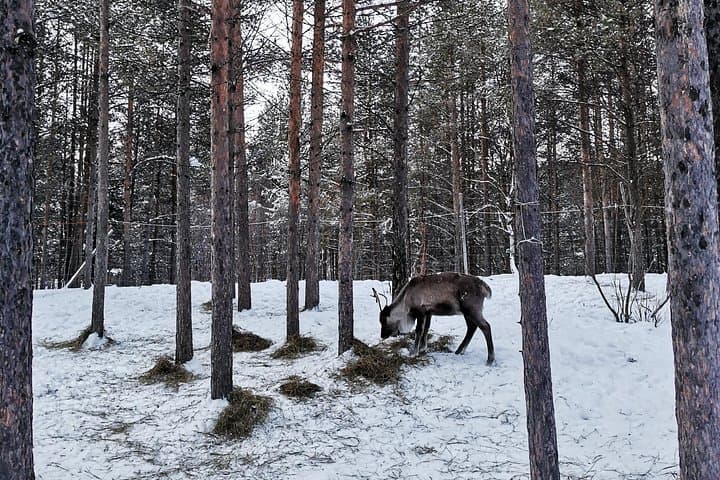 Reindeer Feeding with Sámi Herders in Karasjok — Daily Arctic Homestead Visit photo 3