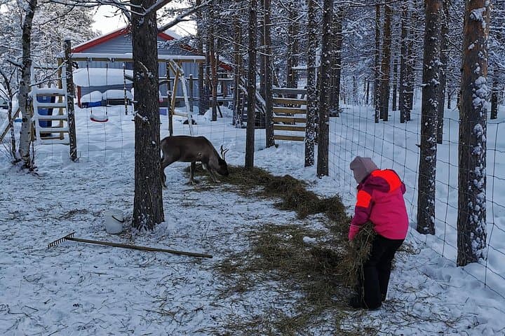 Reindeer Feeding with Sámi Herders in Karasjok — Daily Arctic Homestead Visit photo 4