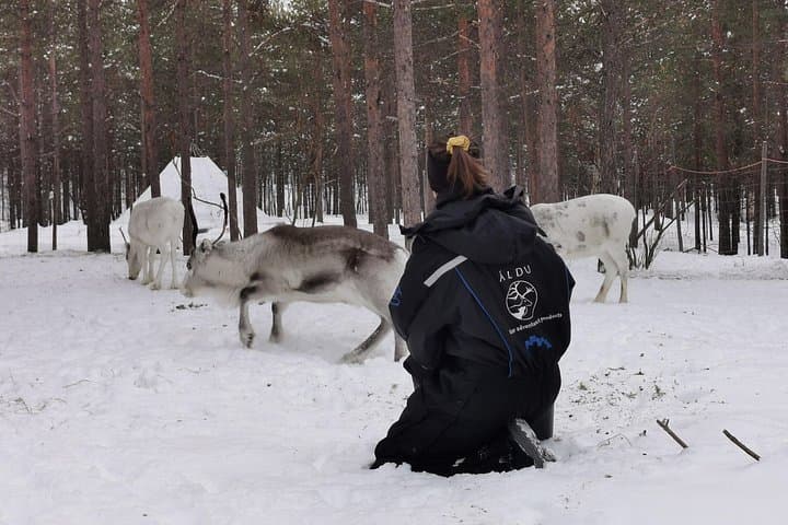 Reindeer Feeding with Sámi Herders in Karasjok — Daily Arctic Homestead Visit photo 2
