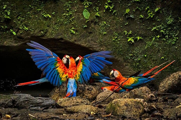 Tropical Andes to Amazon: Limoncocha & Yasuní Biodiversity Expedition