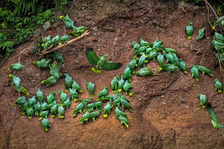 Tropical Andes to Amazon: Limoncocha & Yasuní Biodiversity Expedition photo 2