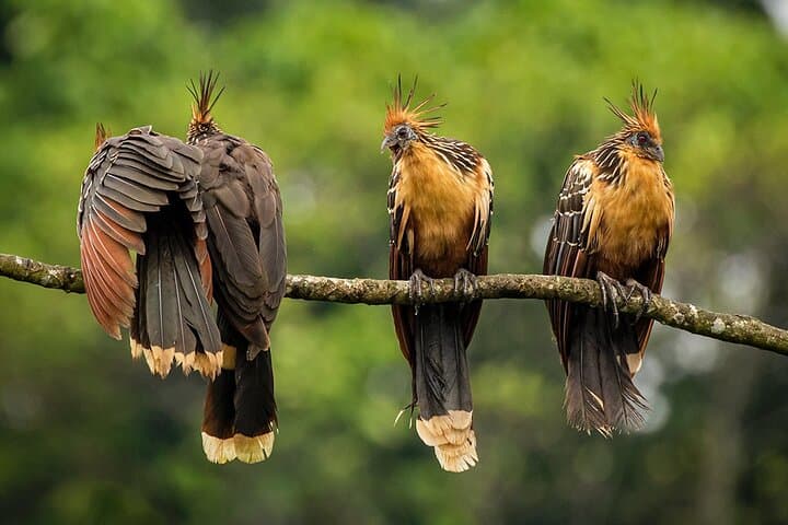 Tropical Andes to Amazon: Limoncocha & Yasuní Biodiversity Expedition photo 5