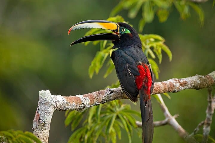 Tropical Andes to Amazon: Limoncocha & Yasuní Biodiversity Expedition photo 6