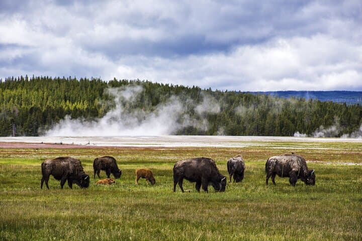 Yellowstone Lower Loop in a Day: A Classic Picnic Lunch Tour from Jackson photo 2