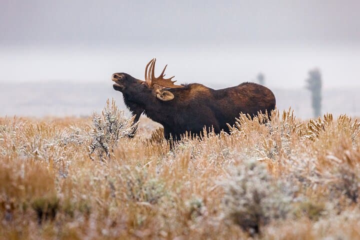 Yellowstone Lower Loop in a Day: A Classic Picnic Lunch Tour from Jackson photo 3