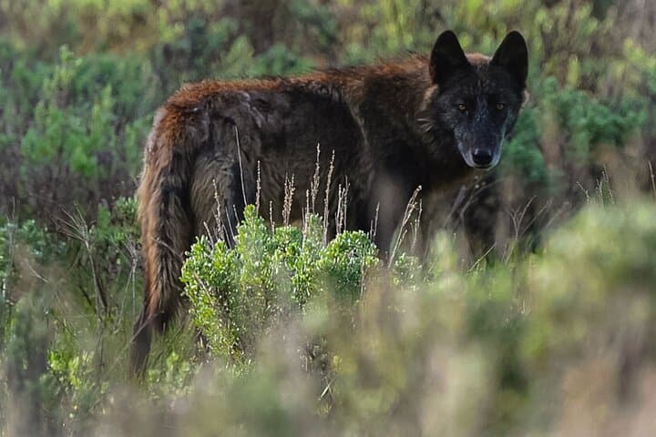 Yellowstone Lower Loop in a Day: A Classic Picnic Lunch Tour from Jackson photo 4
