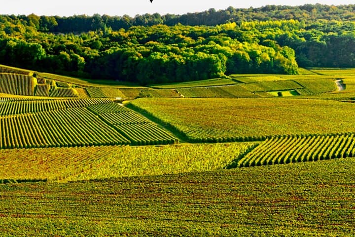 Private Taittinger Champagne Cellars Half-Day Trip from Paris photo 3