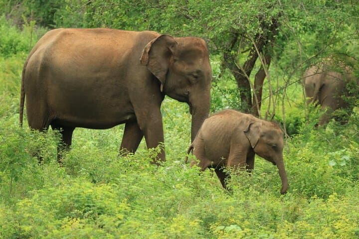 Udawalawe National Park Private Safari — Close-Up Elephant Encounters in Sri Lanka photo 1