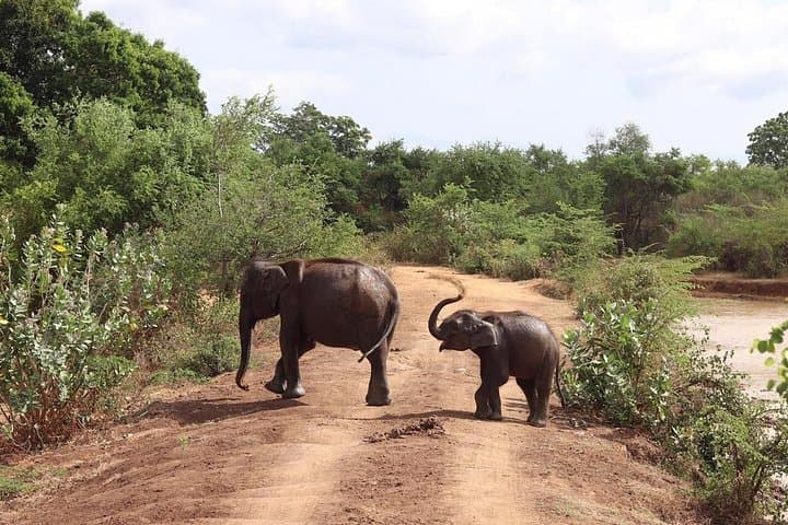 Udawalawe National Park Private Safari — Close-Up Elephant Encounters in Sri Lanka photo 2