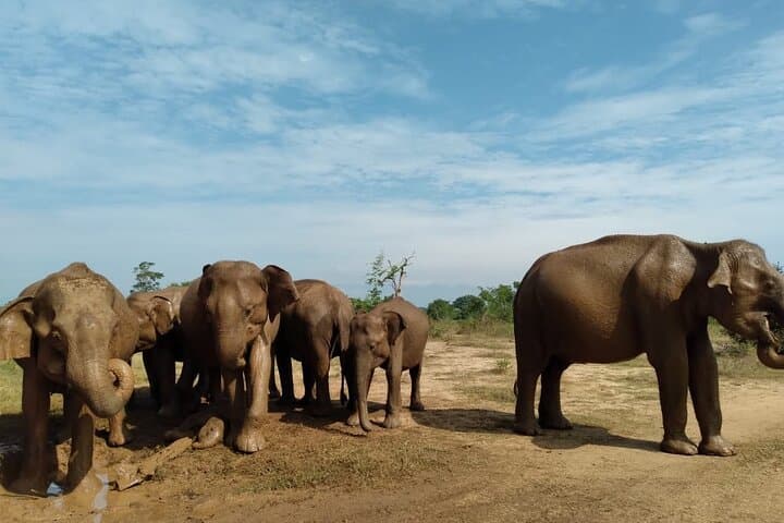 Udawalawe National Park Private Safari — Close-Up Elephant Encounters in Sri Lanka photo 3