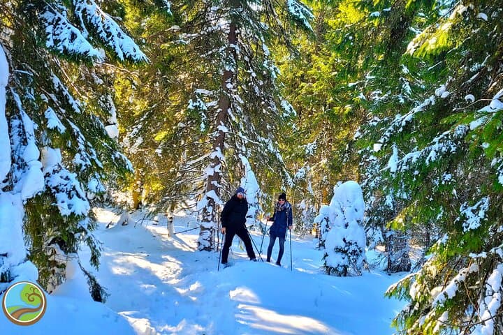 Snowshoeing the Great Mountain: Day Tour from Cluj-Napoca photo 3