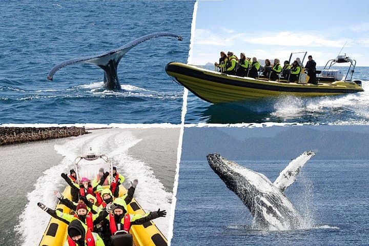 RIB Whale Watching from Reykjavík Old Harbour: High-Speed Marine Wildlife Tours photo 2
